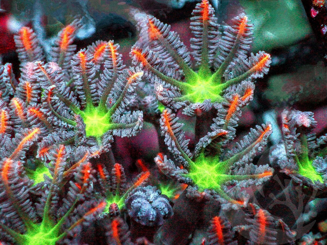 Mango Clove Polyps