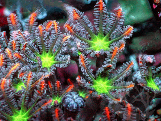 Mango Clove Polyps