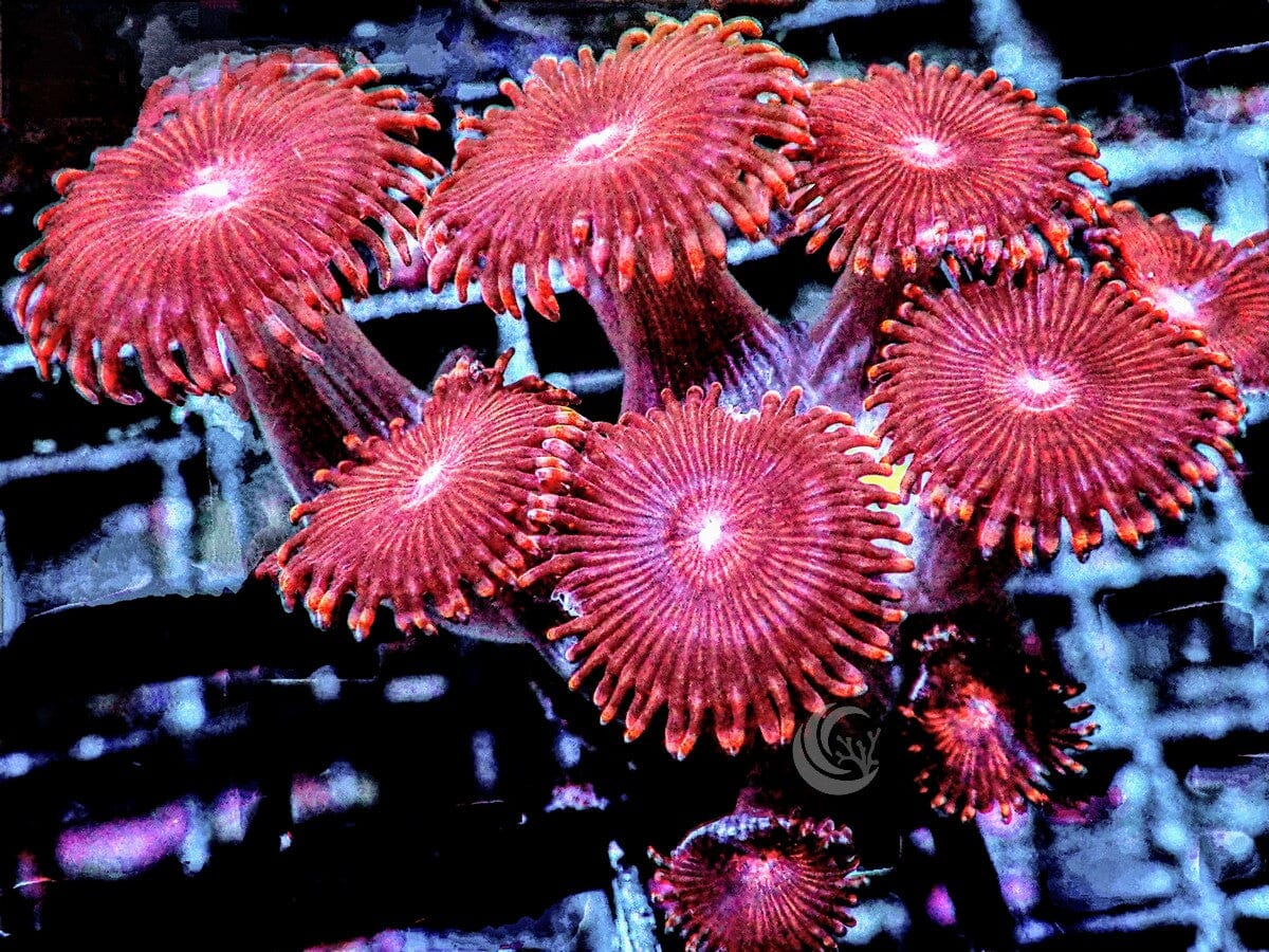 Ruby Zoanthids
