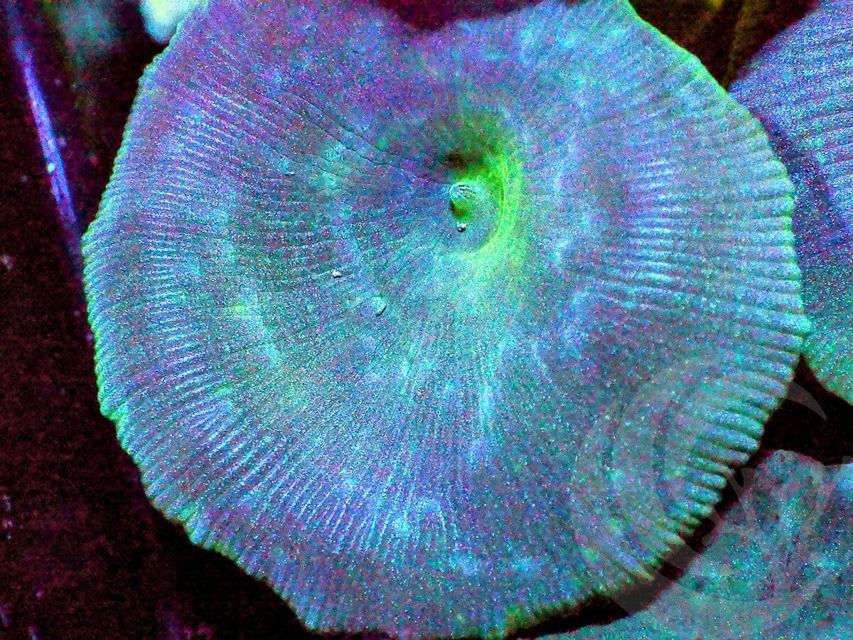 Blue-Green Discosoma Mushroom