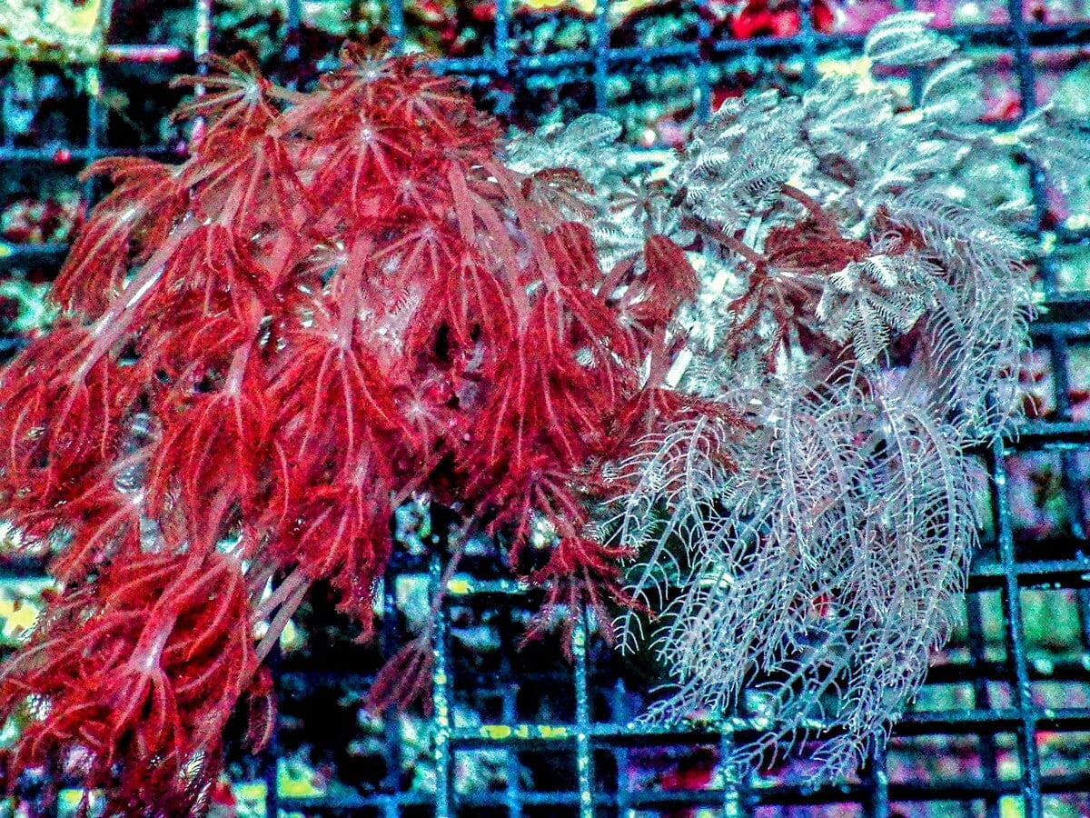 Combo Ruby Xenia, Rapid Pulse Xenia, Anthelia Waving Hand