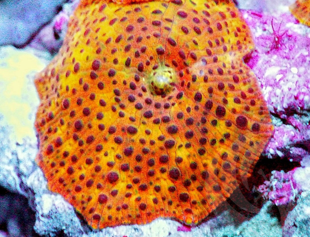 Orange Discosoma Mushroom