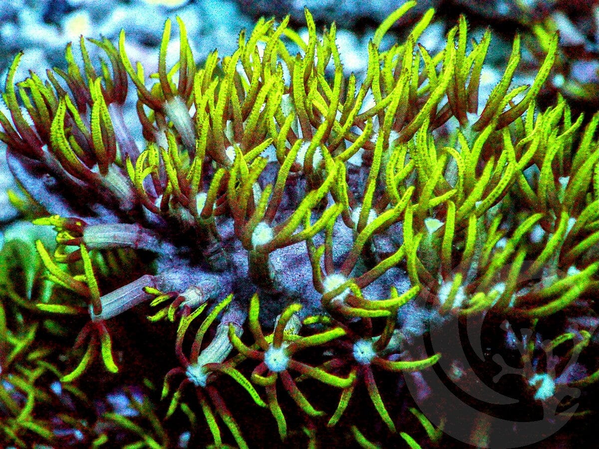 Green Star Polyps