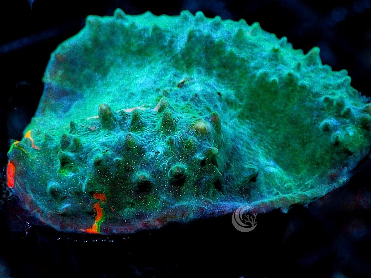 Pink Striped Chalice