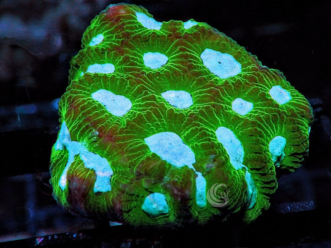 Blue Eye Green Favites