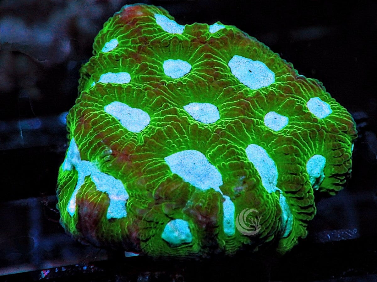 Blue Eye Green Favites