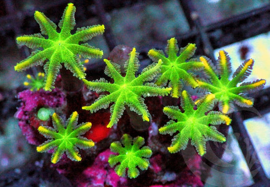 Lightning Bolt Clove Polyps