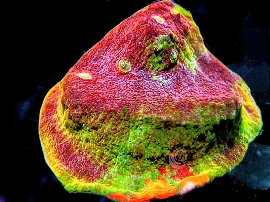 Psychedelic Rainbow Chalice