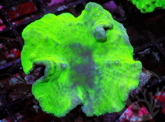 Bright Lime Cabbage Leather
