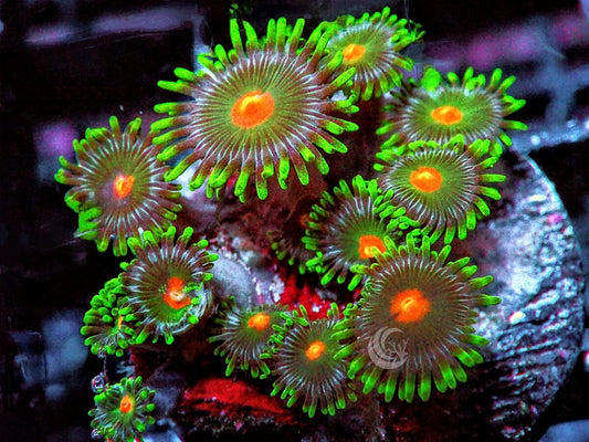Orange Dots Zoanthids