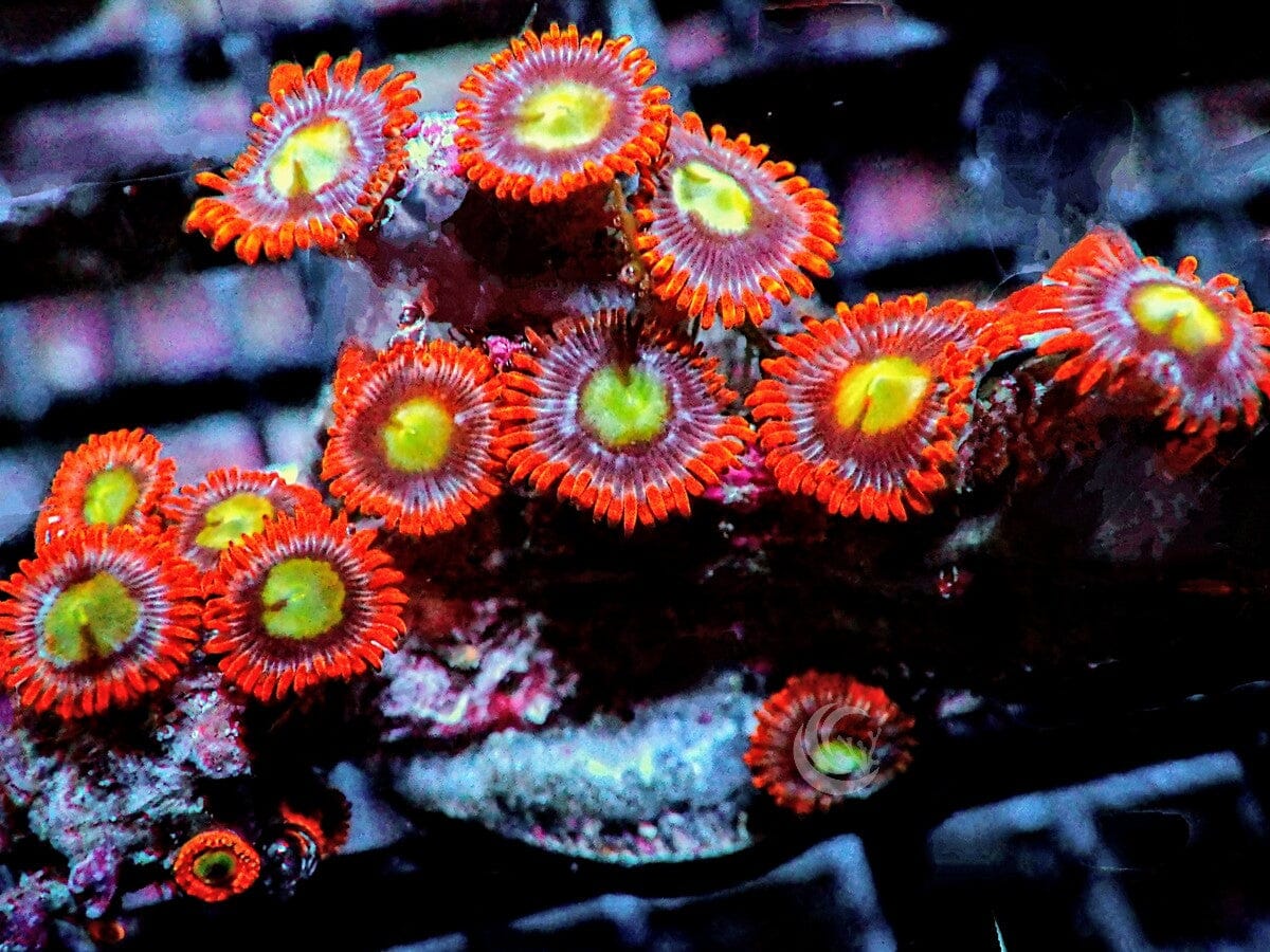 Orange Skirt Zoanthids