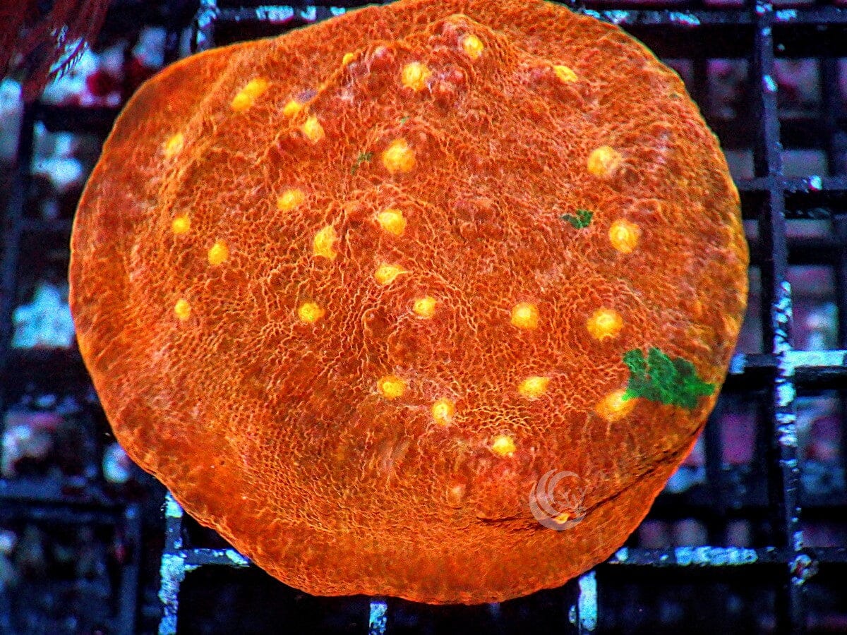 Exploding Oranges Chalice