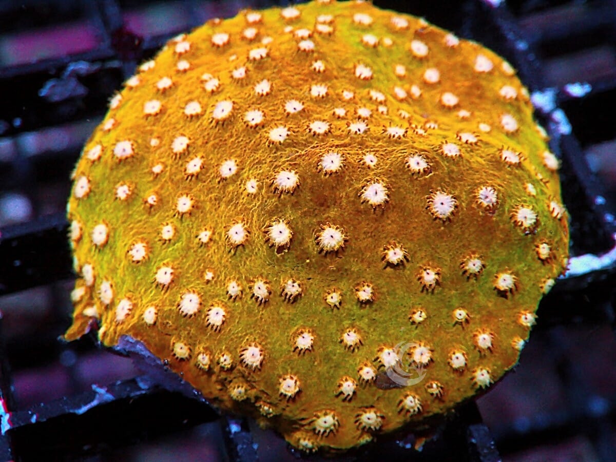 Super Orange Cyphastrea