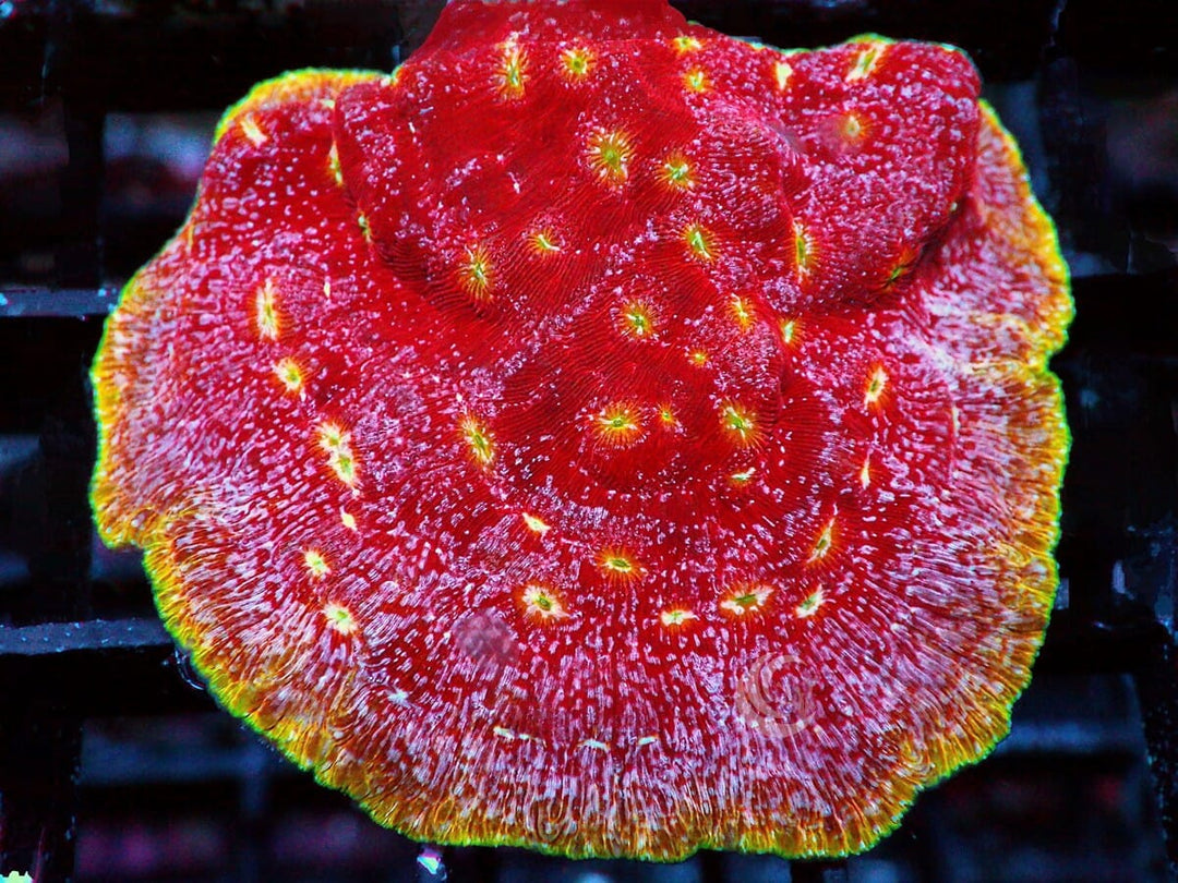 Klepto Leptoseris