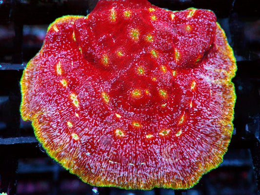Klepto Leptoseris