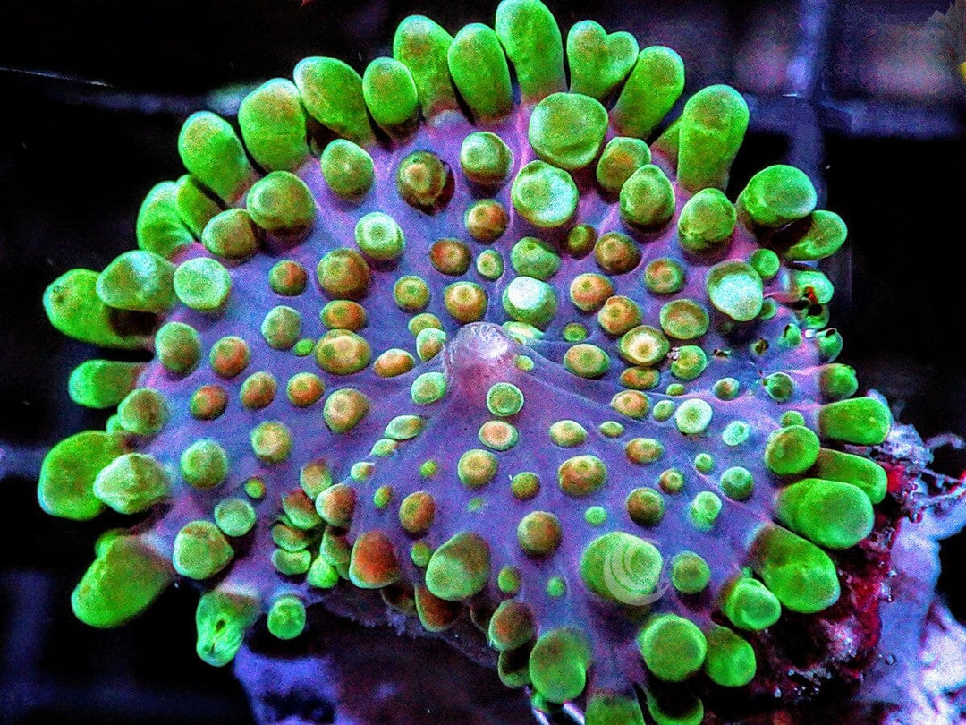 MultiColor Ricordea yuma