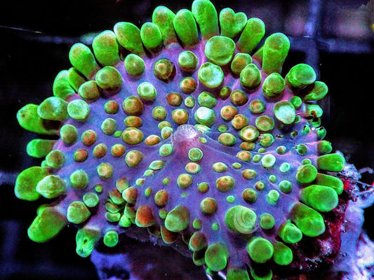MultiColor Ricordea yuma