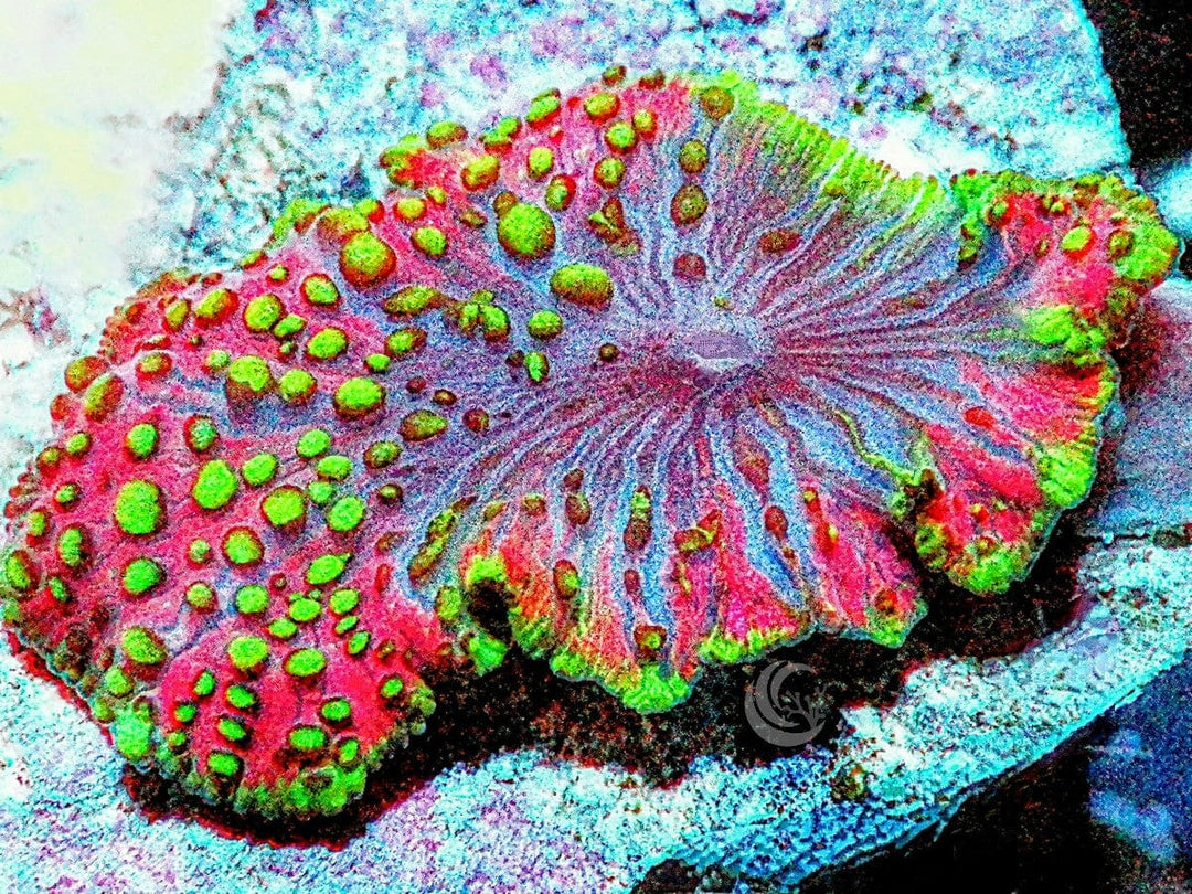 ULtra Lava Lamp Mushroom