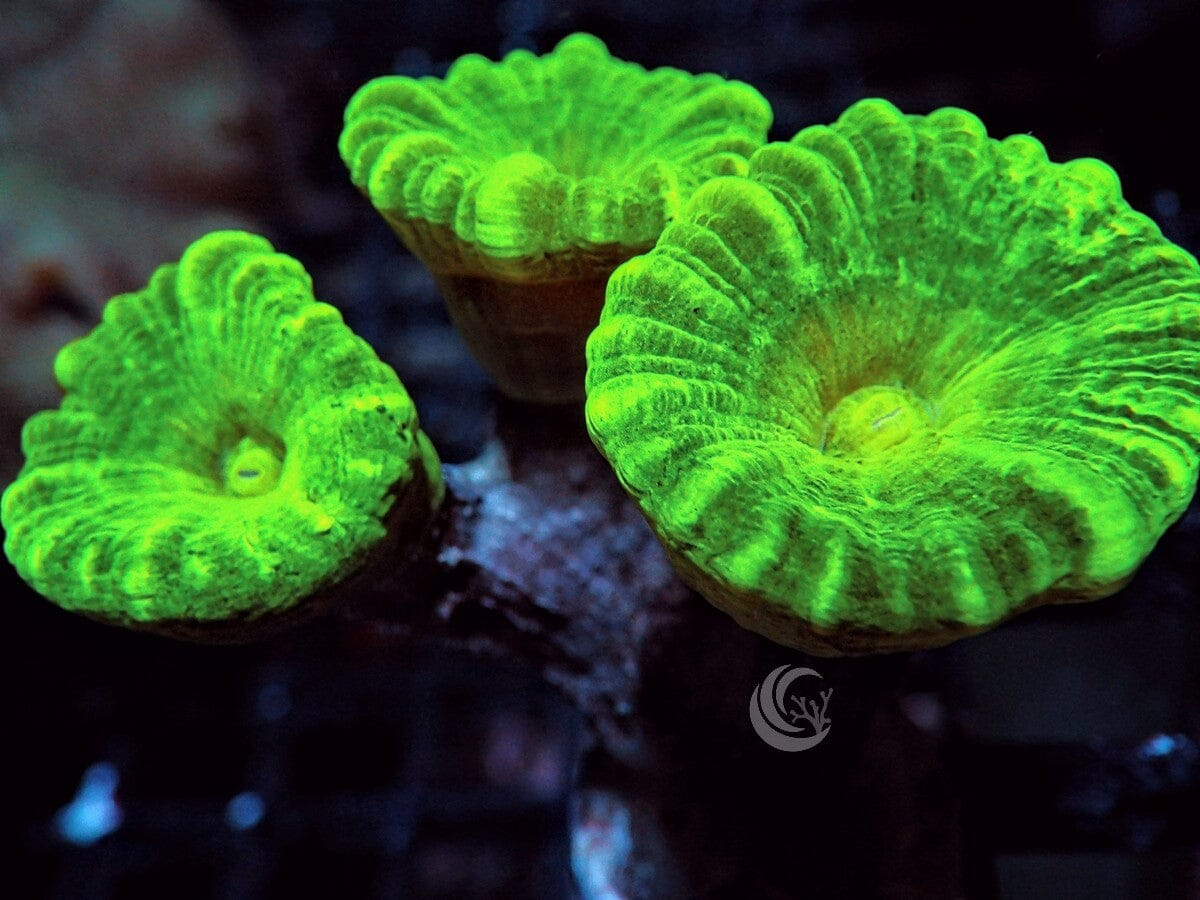 Radioactive Kryptonite Caulastrea