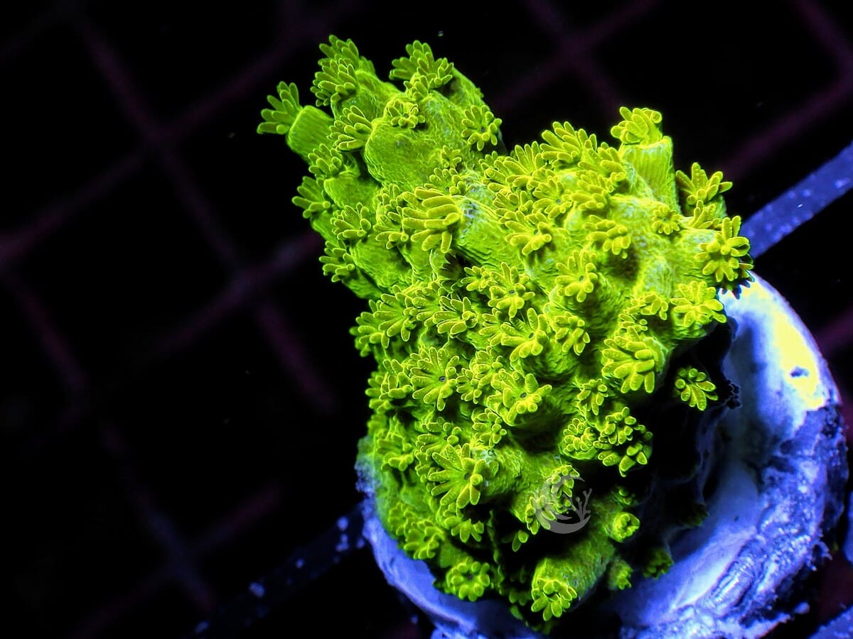 Thick Lime Staghorn Acropora