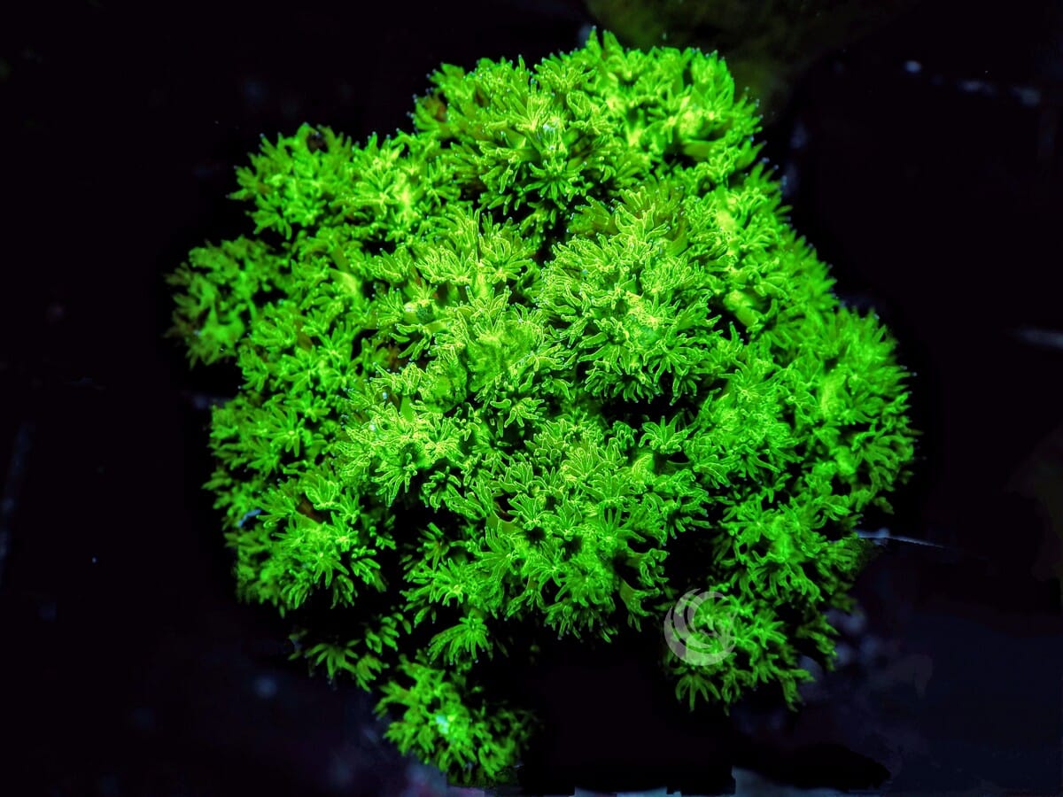Fuzzball Emerald Pocillopora