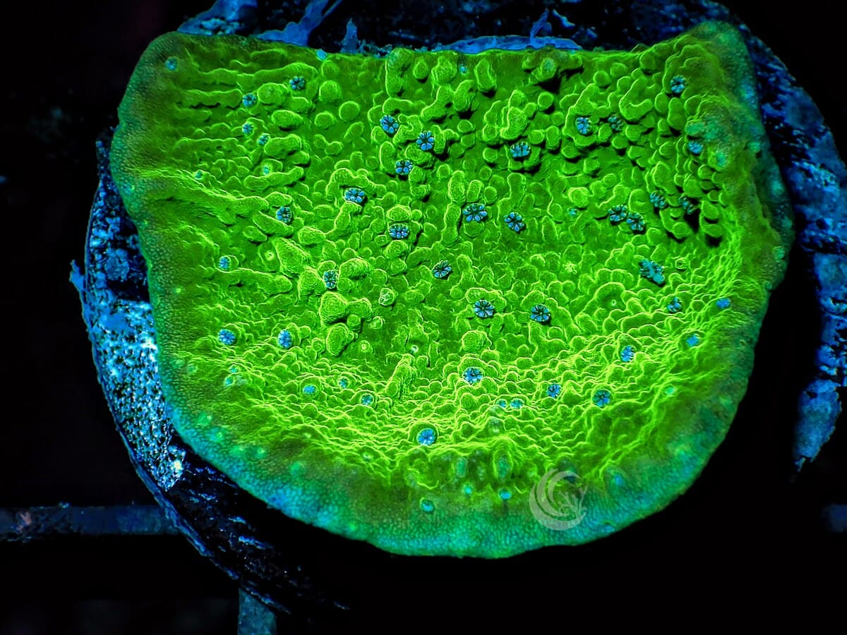 Blue Flower Petals Plating Montipora