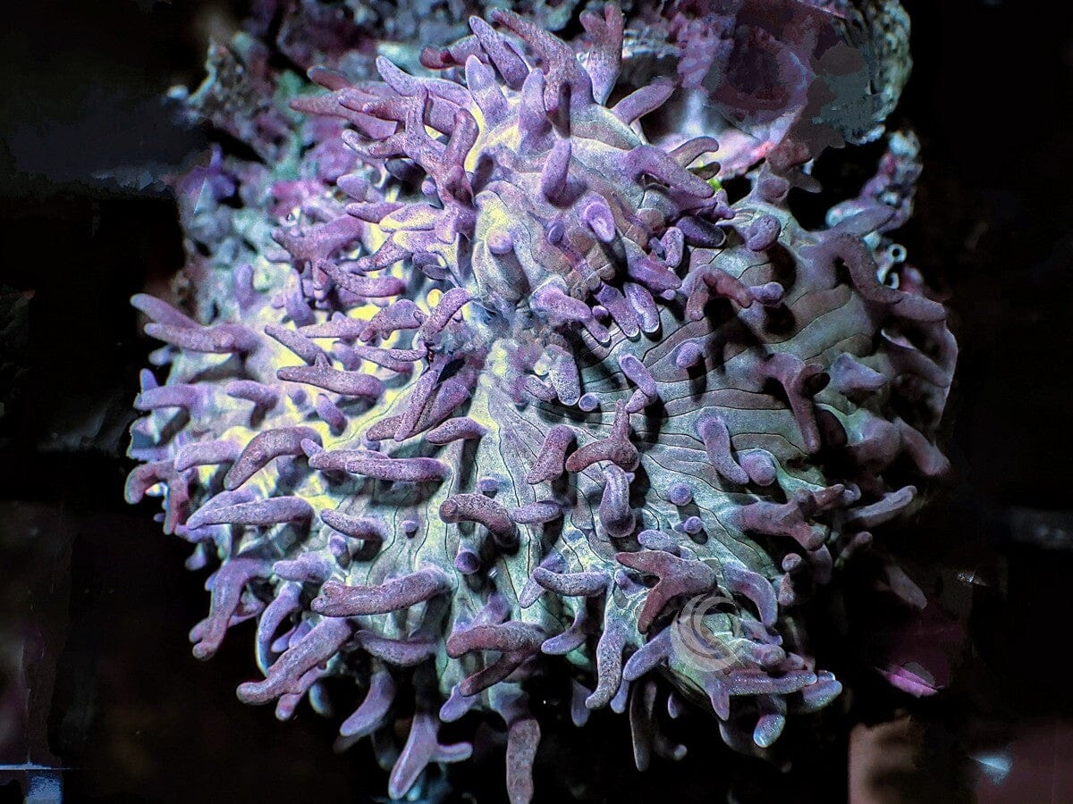 Blue-Purple Hairy Mushroom