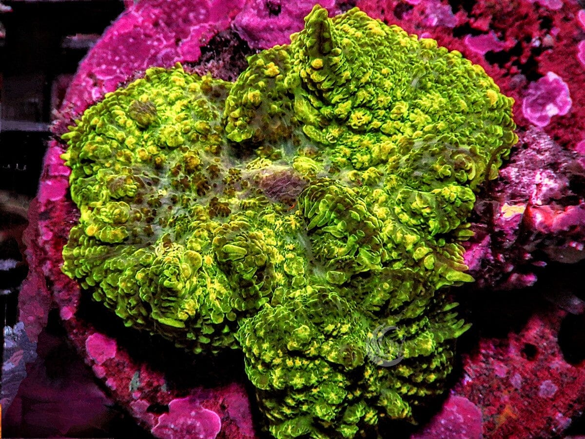 Lemon-Lime Unusual Carpet Mushroom