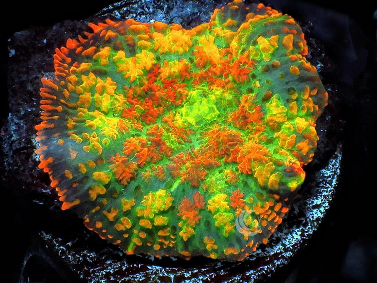 Patchwork Rainbow Rhodactis Mushroom