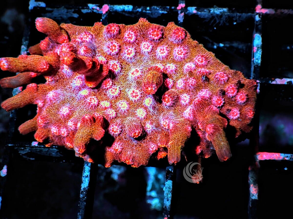 Space Monkey Branching Cyphastrea