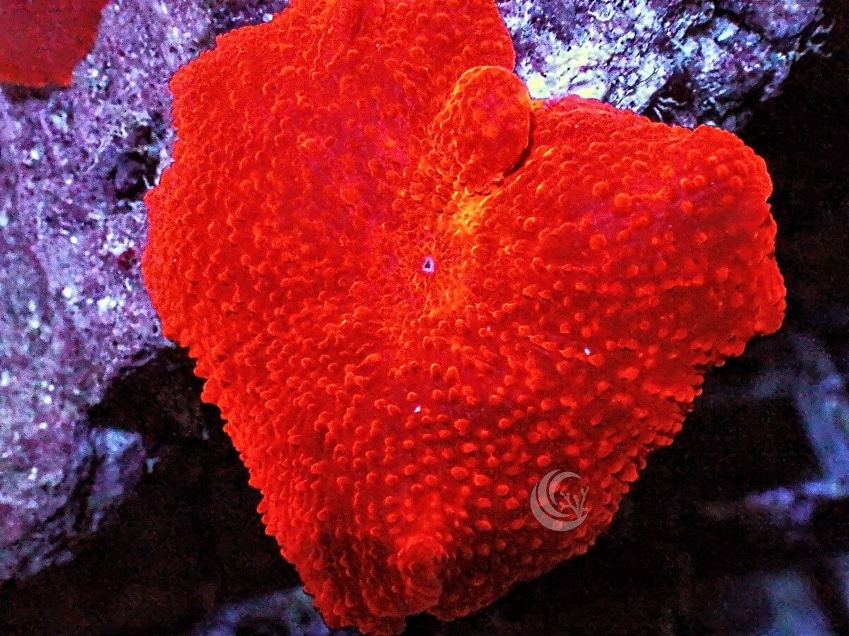Firecracker Discosoma Mushroom