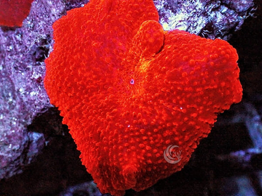 Firecracker Discosoma Mushroom