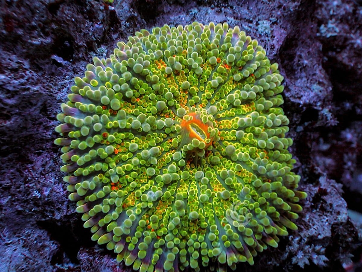 MultiColor Ricordea yuma