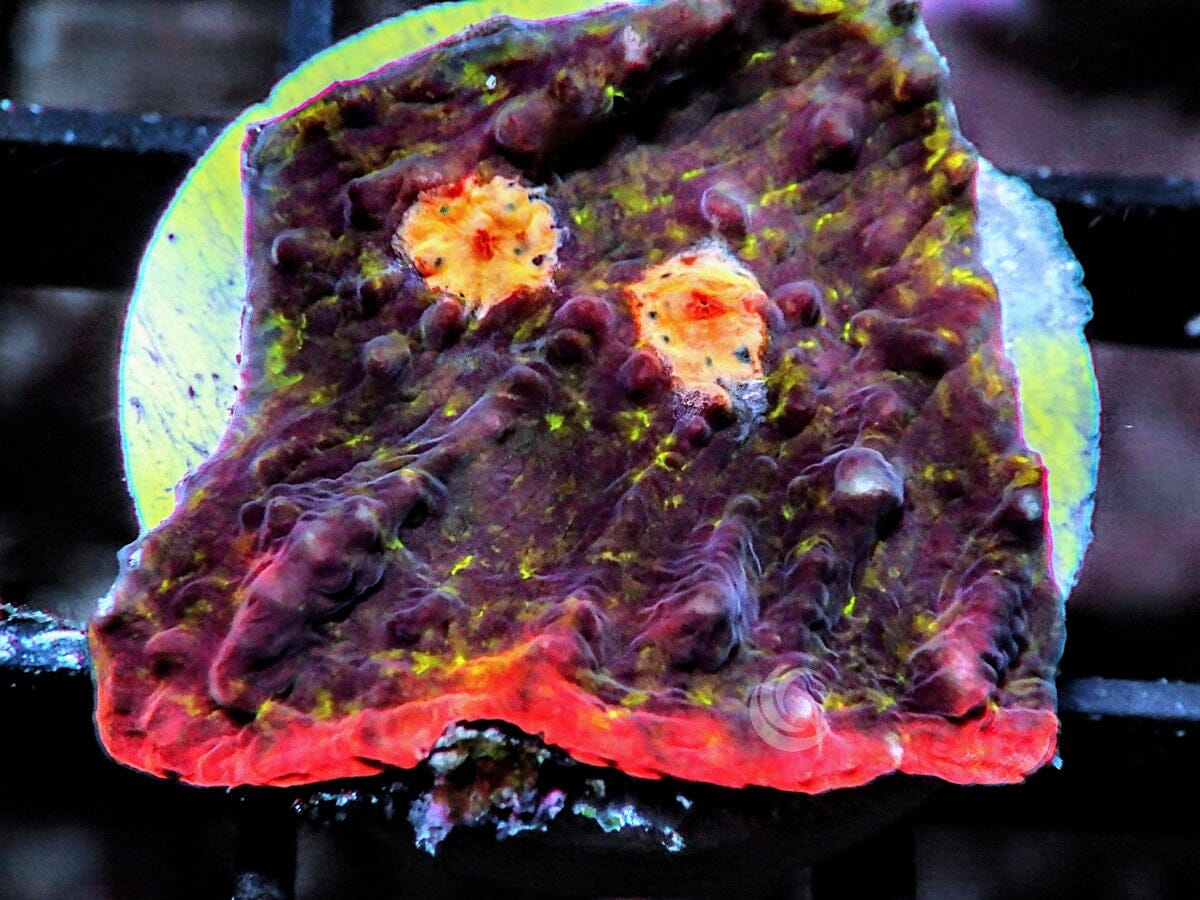 Dracula Fangs Chalice