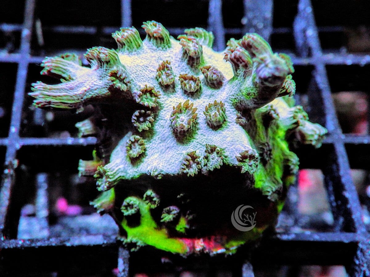 Purple People Eater Branching Cyphastrea