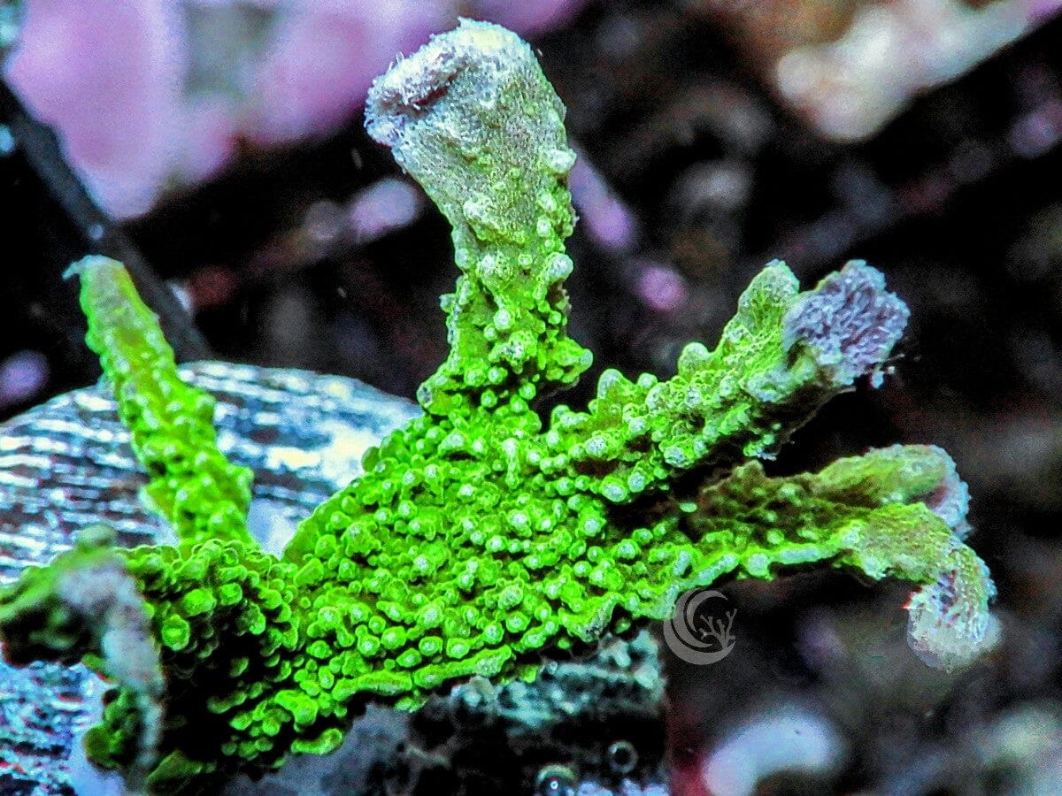Green Branching Montipora
