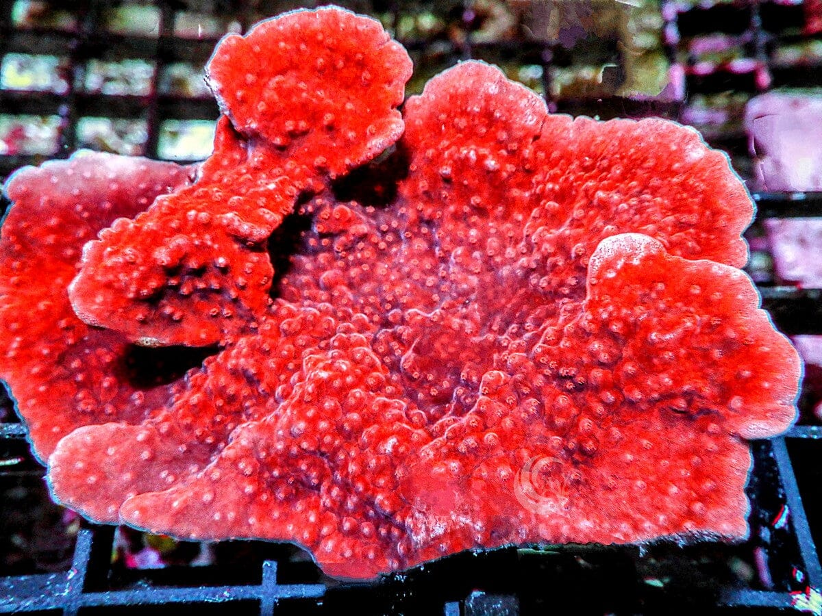 Blood Pool Plating Montipora