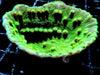 Bright Green Cup Turbinaria