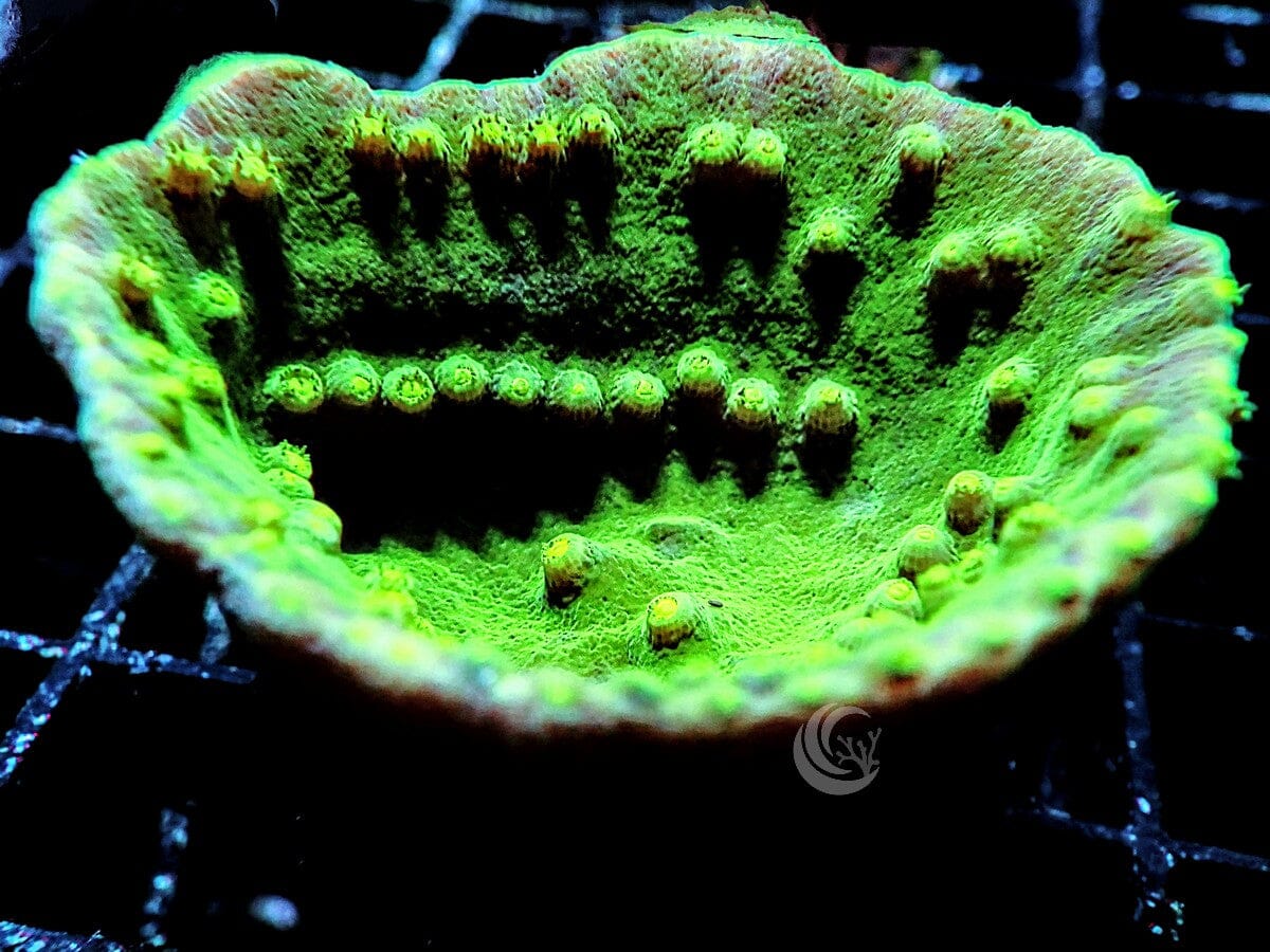 Bright Green Cup Turbinaria