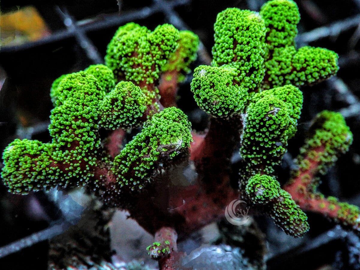 Neon Green tip Bird's Nest