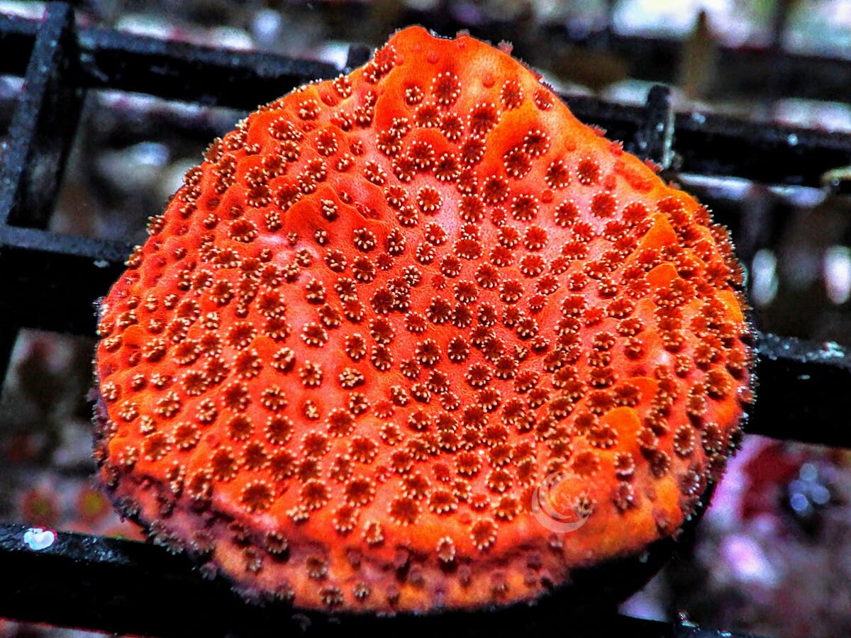 Orange Sherbet Encrusting Montipora