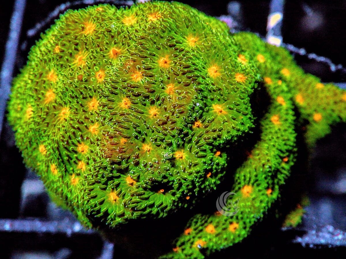 Pumpkin Patch Psammacora