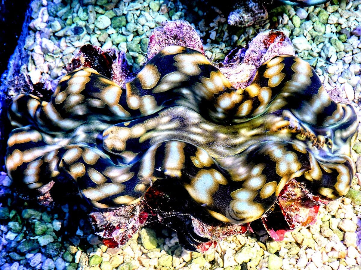 Dark Passage Squamosa Clam