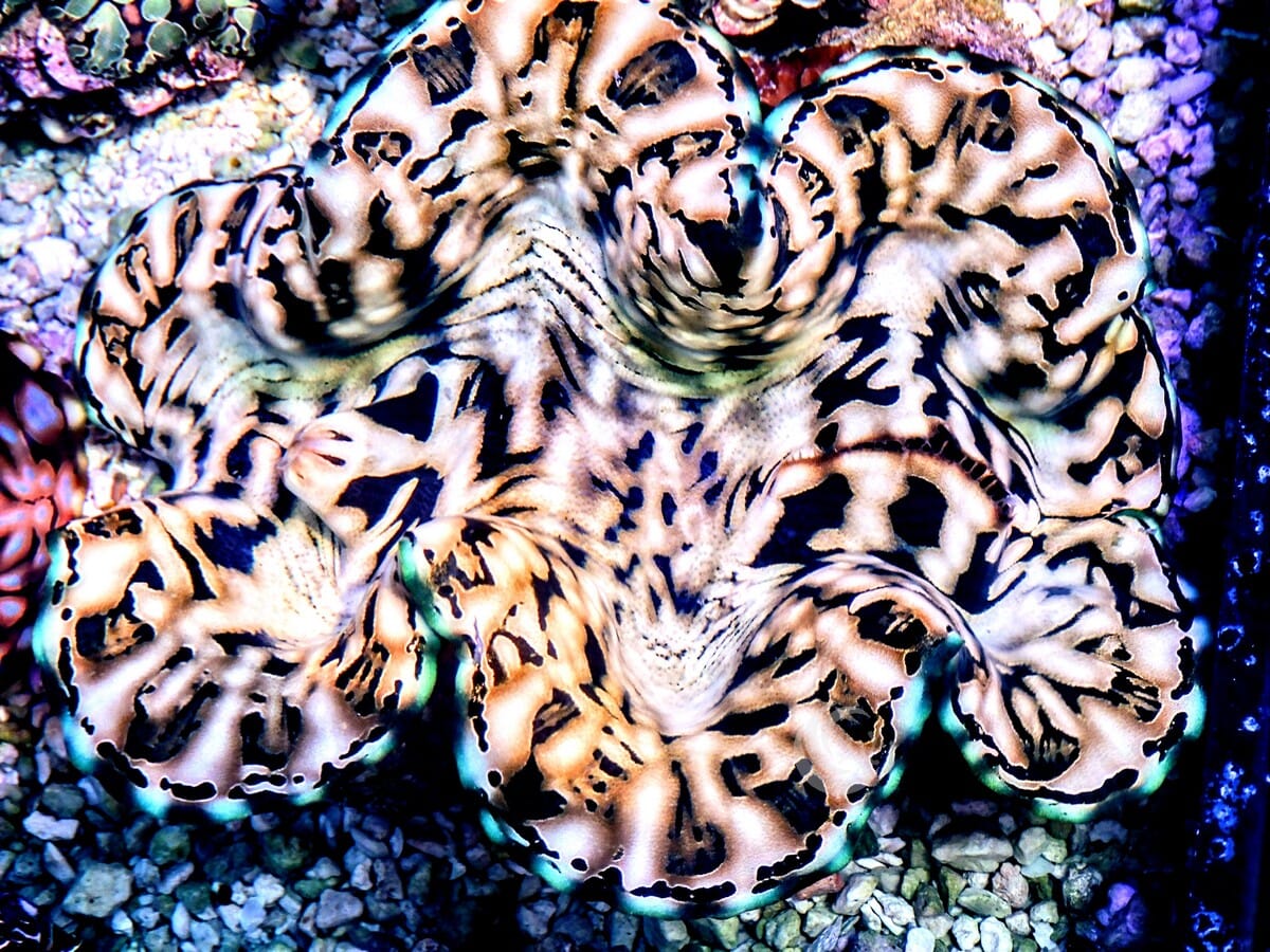 Cultured Squamosa Clam