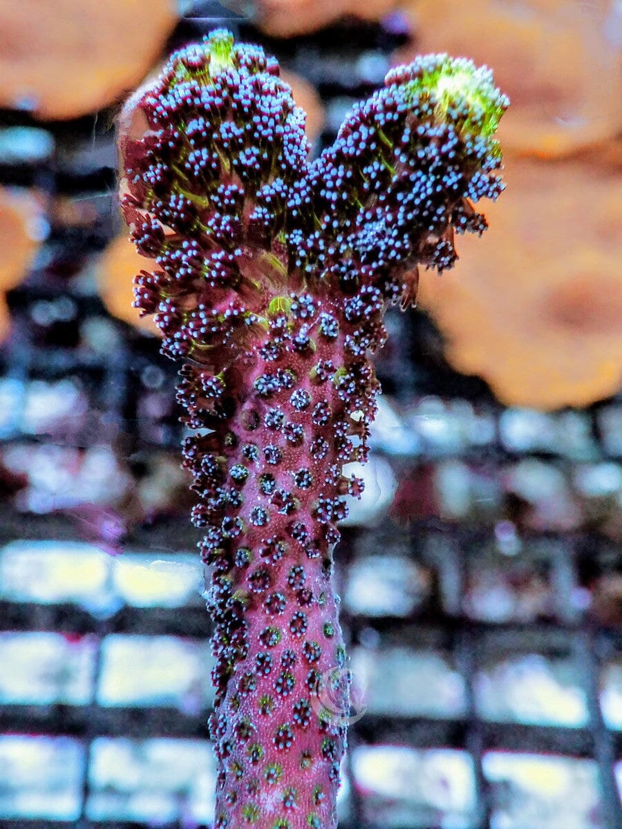 Purple Polyp Stylophora
