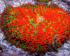 Neon Orange Rhodactis Mushroom