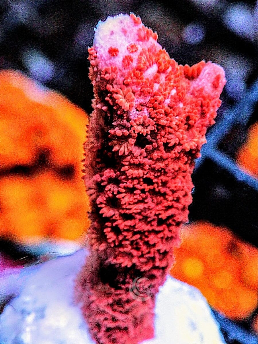 Forest Fire Branching Montipora