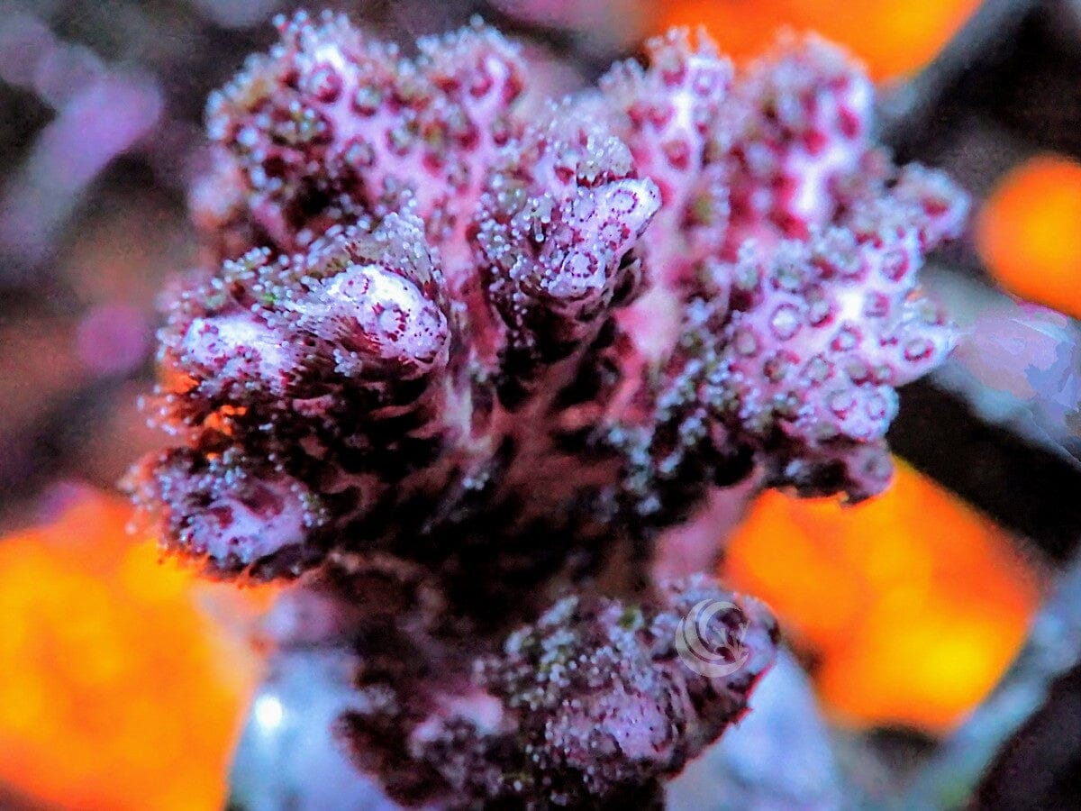 Raspberry Pocillopora