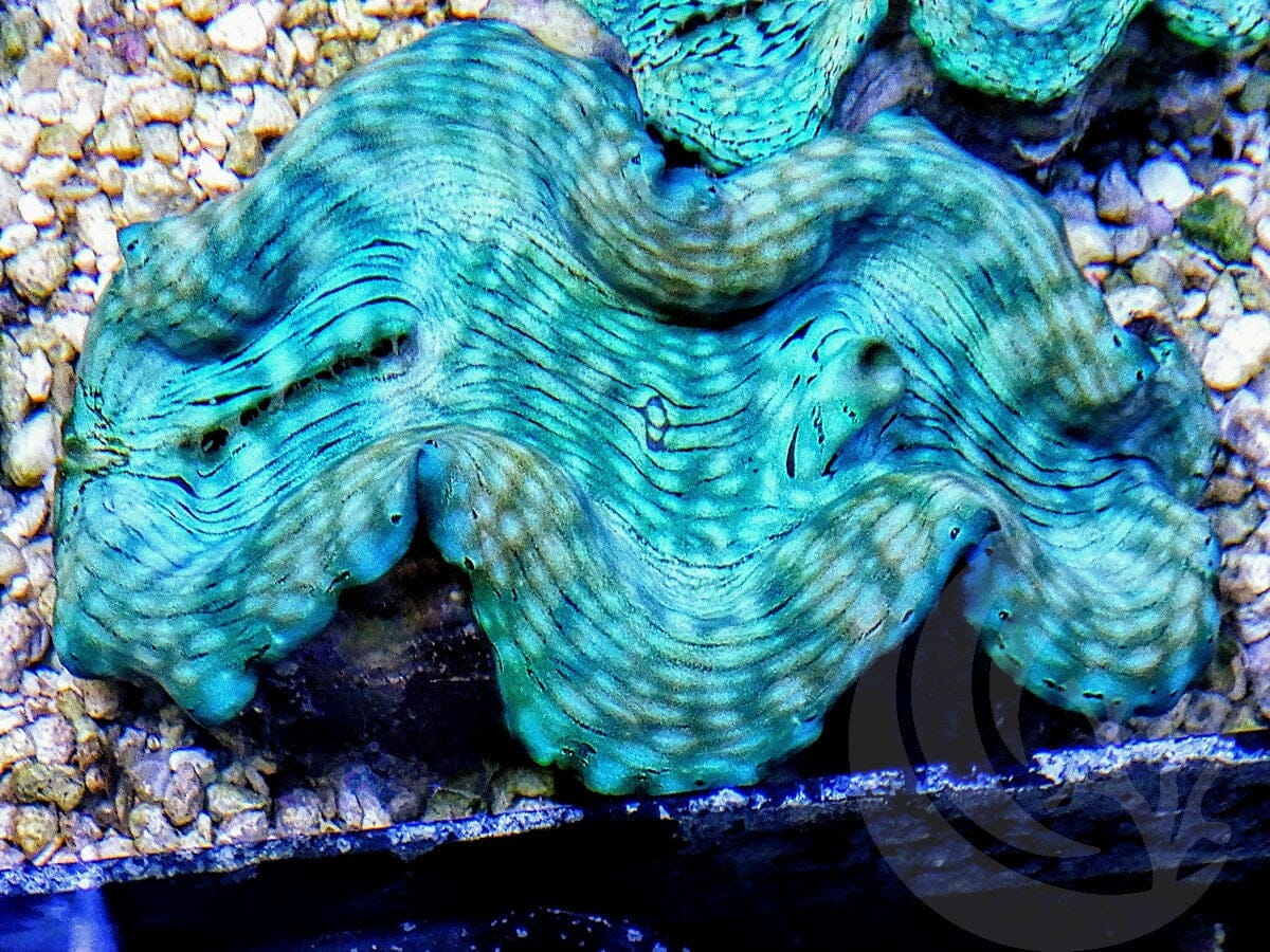 Ultra Squamosa Cultured Clam