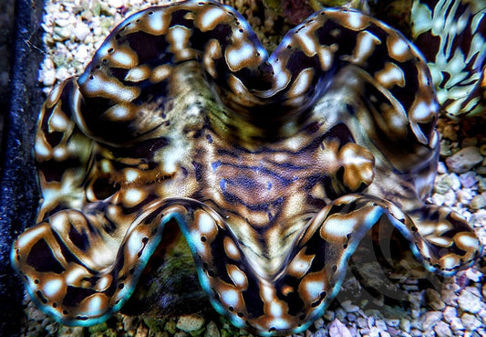 Ultra Squamosa Cultured Clam